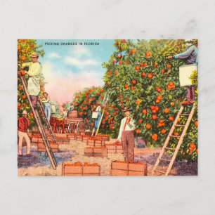 Postal Naranjas de cosecha de vinos en Florida Travel