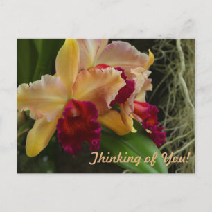 Postal Naranjas Flores Cattleya Orchids