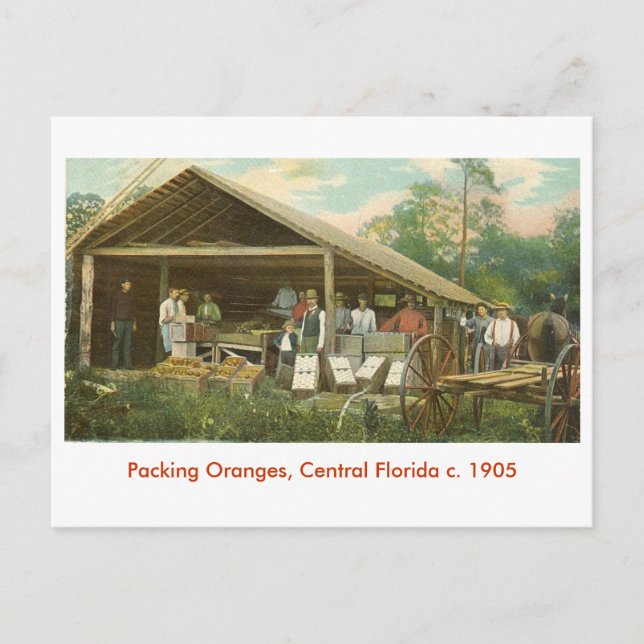 Postal Naranjas, Florida Central c. 1905 (Anverso)