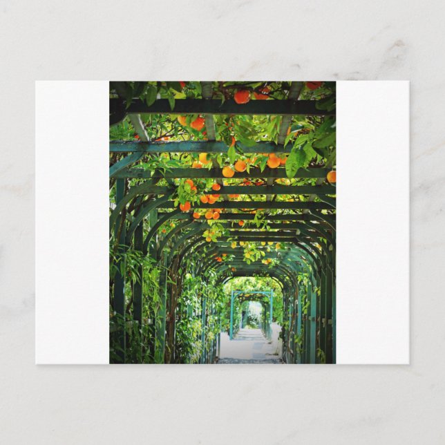Postal Naranjas naranjas y lemas amarillos en el enrejado (Anverso)