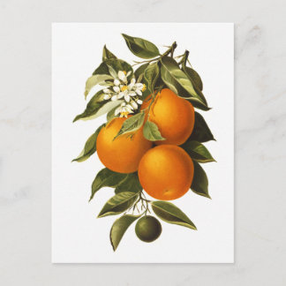 Postal Naranjas y cachorros