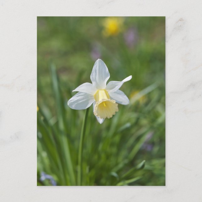 Postal Narciso (Anverso)
