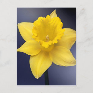 Postal Narciso Amarillo Flor Flor Pintada acuarela floral