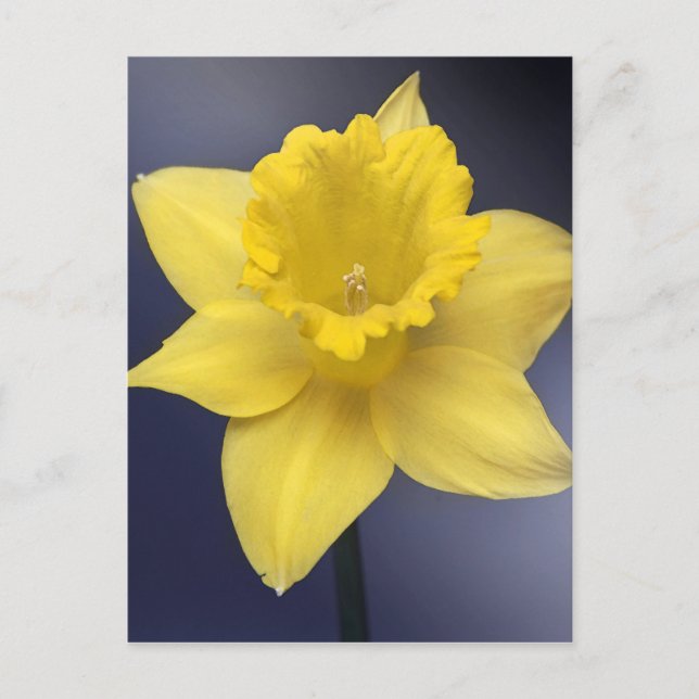 Postal Narciso Amarillo Flor Flor Pintada acuarela floral (Anverso)