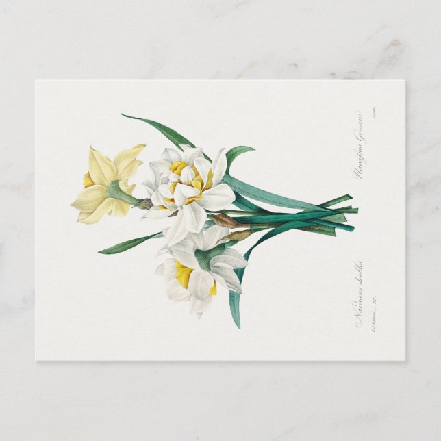 Postal Narciso doble, Pierre-Joseph Redouté, 1827 (Anverso)