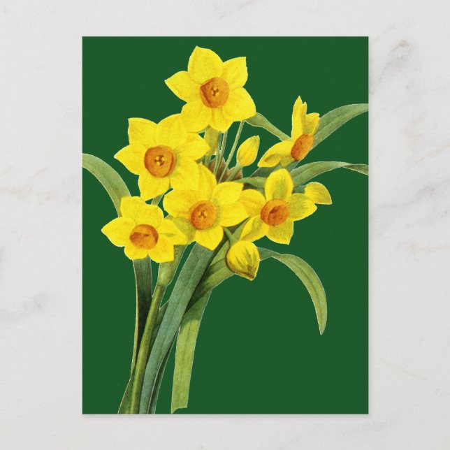 Postal Narciso (N Tazetta) (Anverso)
