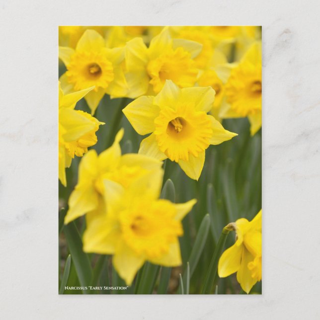 Postal Narciso "Sensación temprana" [Postal] (Anverso)