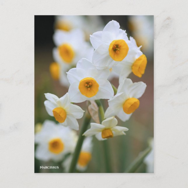 Postal Narciso [Tarjeta postal] (Anverso)