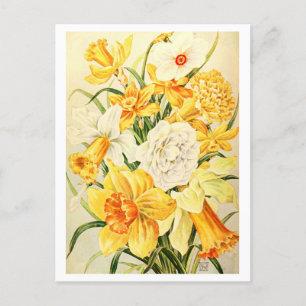Postal Narciso Vintage y Ilustracion Daffodil