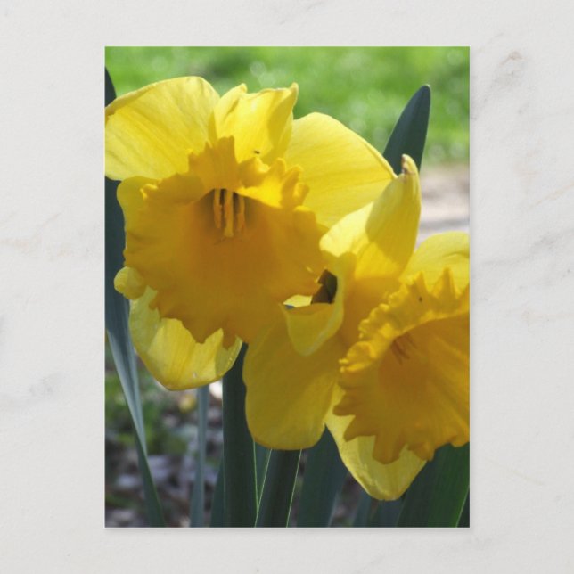 Postal Narcisos (Anverso)