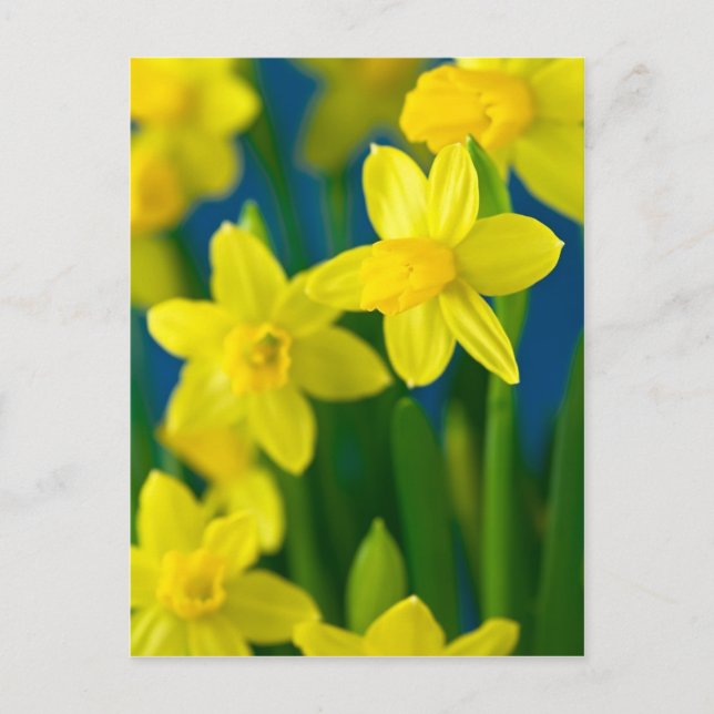 Postal Narcisos (Anverso)