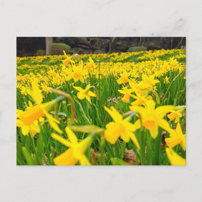 Postal Narcisos  (Anverso)