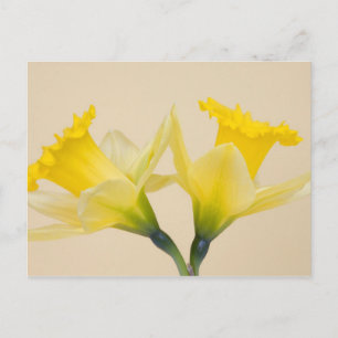 Postal Narcisos amarillos