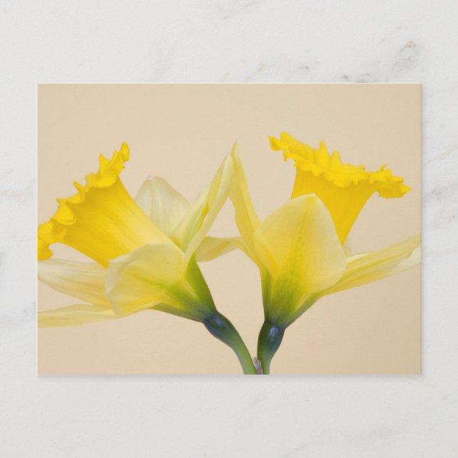 Postal Narcisos amarillos (Anverso)
