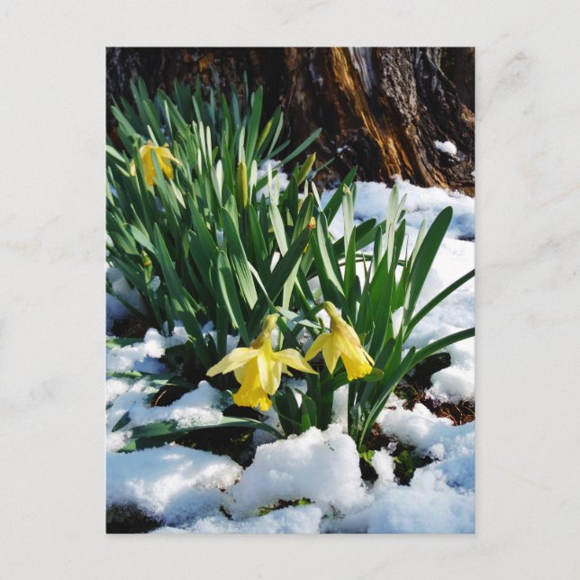 Postal Narcisos amarillos flores en la nieve (Anverso)