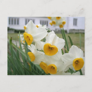 Postal Narcisos de primavera en flor Jardín floral
