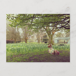 Postal Narcisos en Limerick