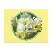 Narcisos Flores Blancas Amarillas de Primavera