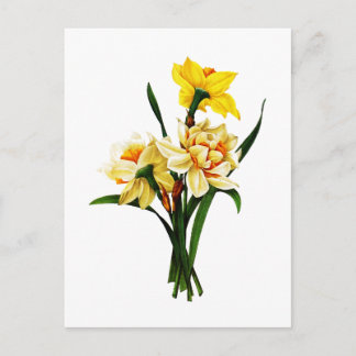 Postal Narcisos o narciso de Pedro José Redoute