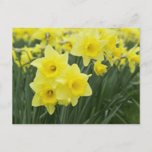 Postal Narcisos RF)