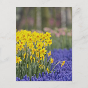 Postal Narcisos y jacintos de uva, Keukenhof
