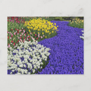 Postal Narcisos y jacintos de uva, Keukenhof 2