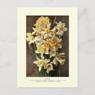 Postal Narcissi