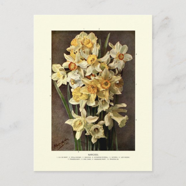 Postal Narcissi (Anverso)