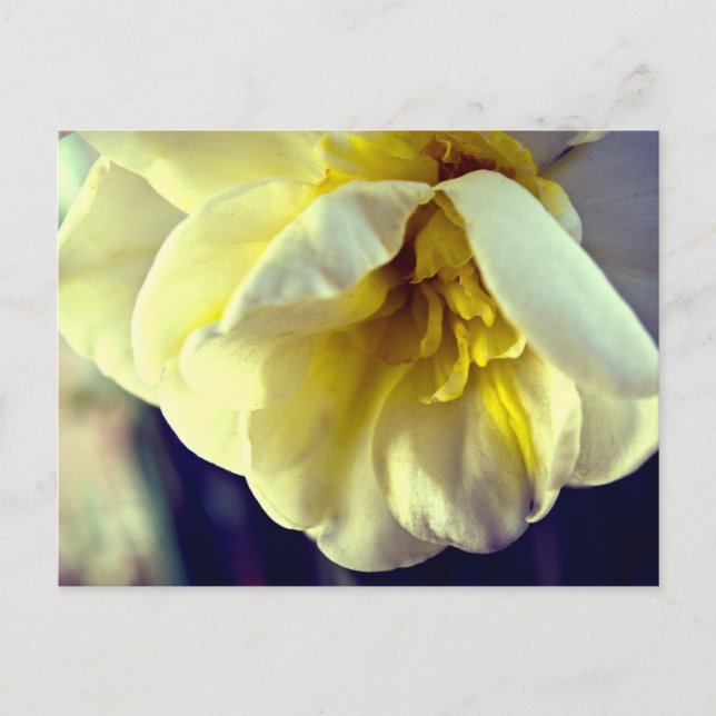 Postal Narcissus Daffodil (Anverso)