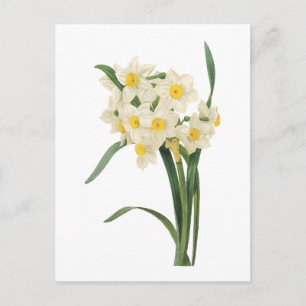 Postal narcissus (Narcissus tazetta) por Redouté