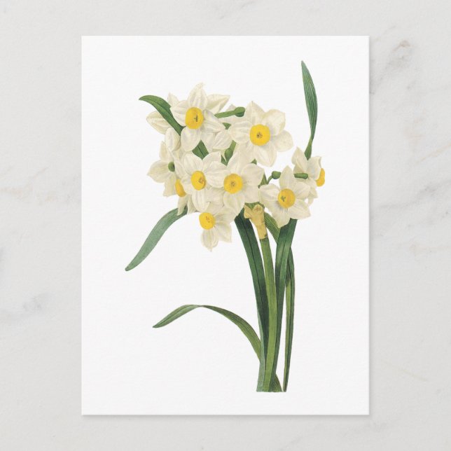 Postal narcissus (Narcissus tazetta) por Redouté (Anverso)