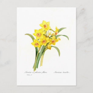 Postal Narcissus tazetta