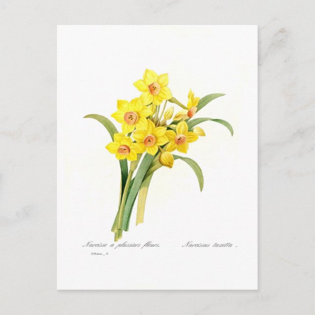 Postal Narcissus tazetta (Anverso)