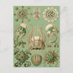 Postal Narcomedusae de Ernst Haeckel