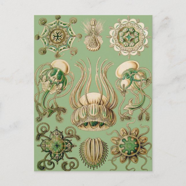 Postal Narcomedusae de Ernst Haeckel (Anverso)
