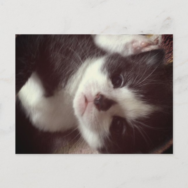 Postal Nariz de diamante negro CUTE Kitty (Anverso)