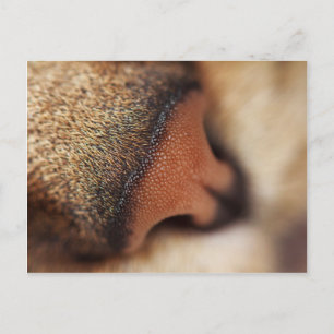 Postal nariz de gato