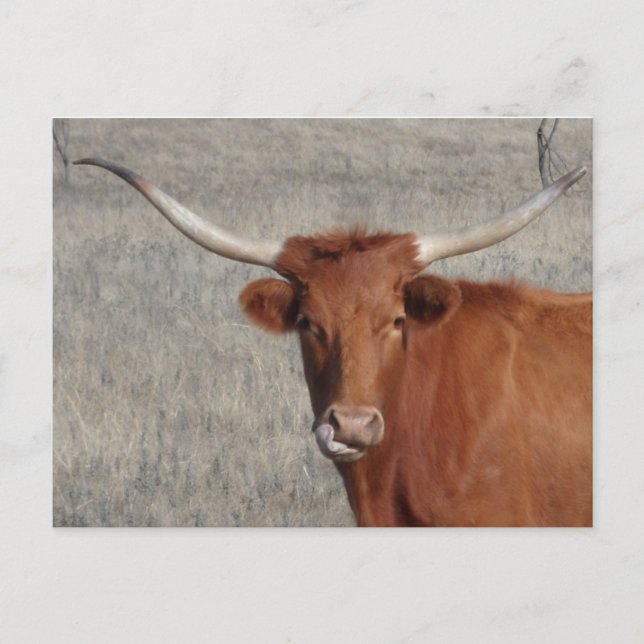 Postal Nariz de Licencia de Vaca Longhorn (Anverso)