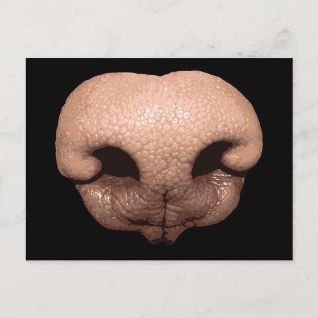 Postal Nariz de perro gigante (Anverso)