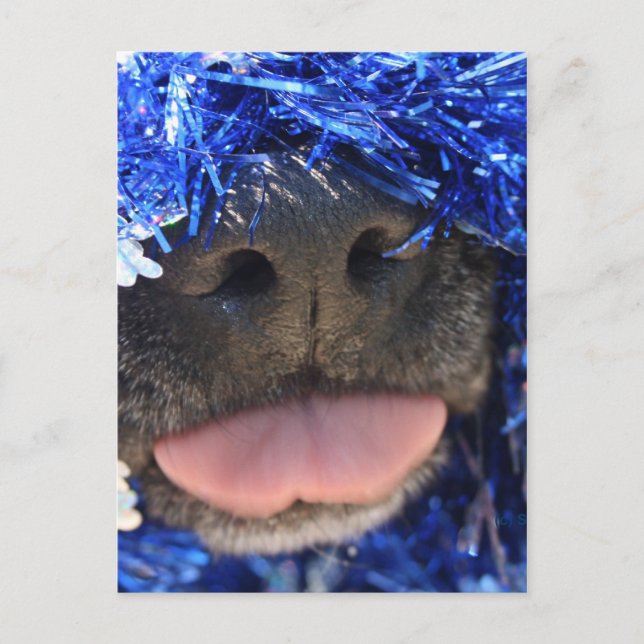 Postal Nariz de perro negro con tinta azul fuera (Anverso)