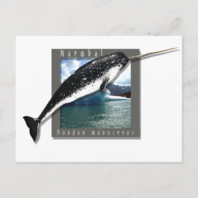 Postal Narwhal (Anverso)