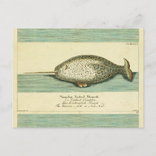 Postal Narwhal Antiguo Whale Watercolor Arte Científico