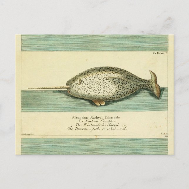 Postal Narwhal Antiguo Whale Watercolor Arte Científico (Anverso)