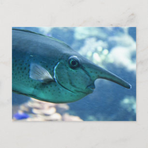 Postal Naso brevirostris