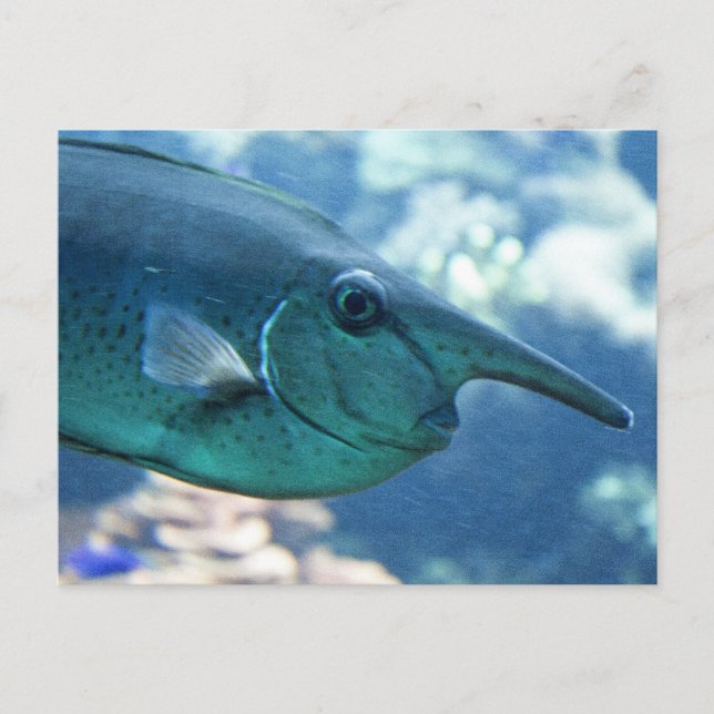 Postal Naso brevirostris (Anverso)