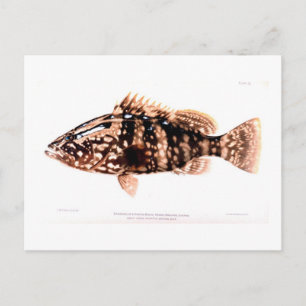 Postal Nassau Grouper