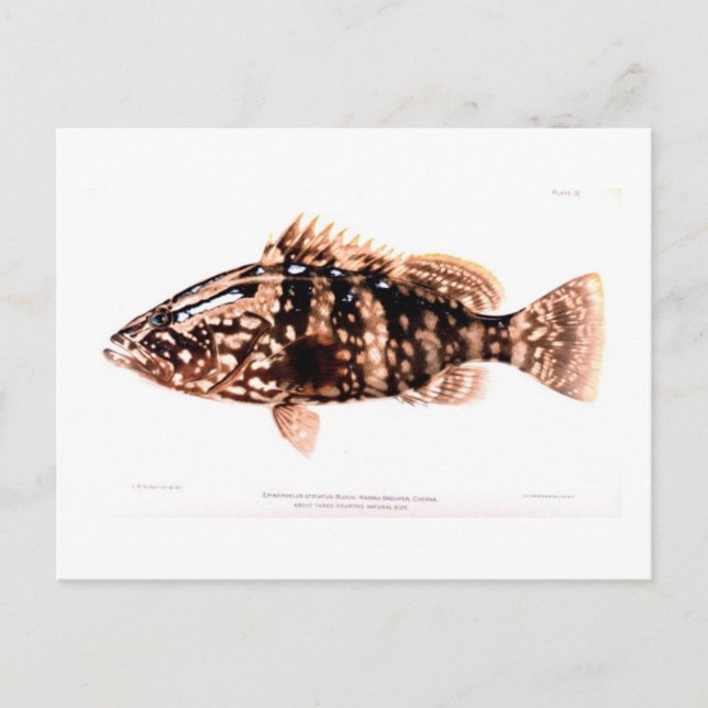 Postal Nassau Grouper (Anverso)
