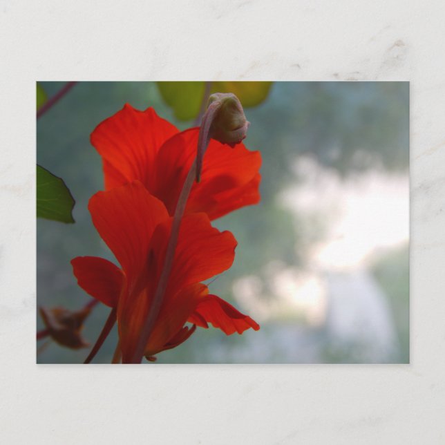 Postal Nasturtium Blooms (Anverso)