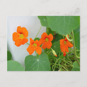 Postal Nasturtium Blooms