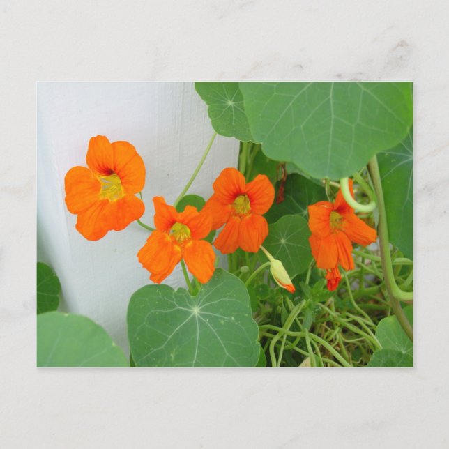 Postal Nasturtium Blooms (Anverso)